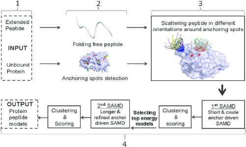 Peptide Docking