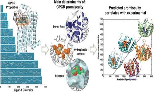 GPCR Promiscuity